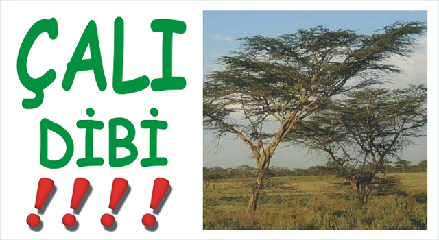 MBB NİN ŞİRKETİ 11 MİLYONLUK BİRA ALMIŞ