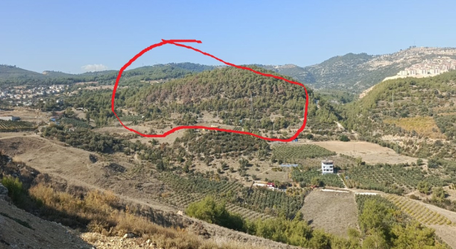 AMAN ORMANCI, CANIM ORMANCI, BU NE ACI?