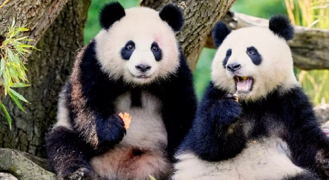 'Panda diplomasisi' yeniden sahnede: Çin'den ABD'ye iki yeni panda