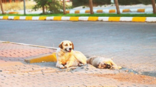 Başıboş köpek sorununa üç aşamalı çözüm modeli geliyor