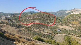 AMAN ORMANCI, CANIM ORMANCI, BU NE ACI?