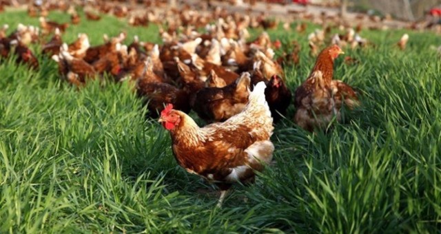 Mersin'li Şükrü Yüksel Gezen Tavuk Çiftliği Kurdu