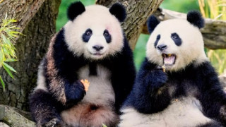 'Panda diplomasisi' yeniden sahnede: Çin'den ABD'ye iki yeni panda